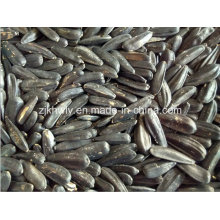 Black Sunflower Seed 2015crop 290-310pieces/50g